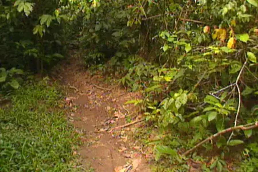 🚶🏽 Hiking the Mbeli Bai Trail (Congo-Brazzaville)