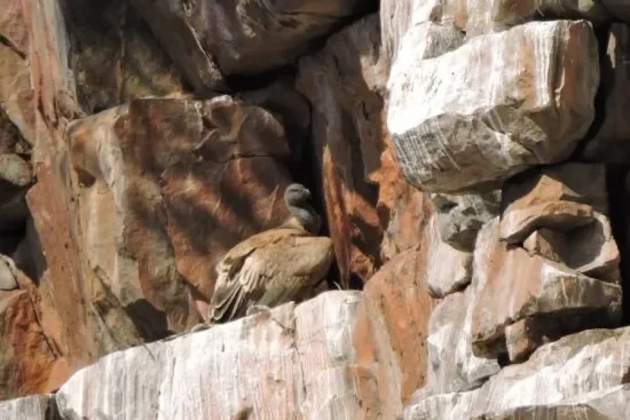 🚶🏽 Hiking the Moremi Gorge Trail (Botswana)