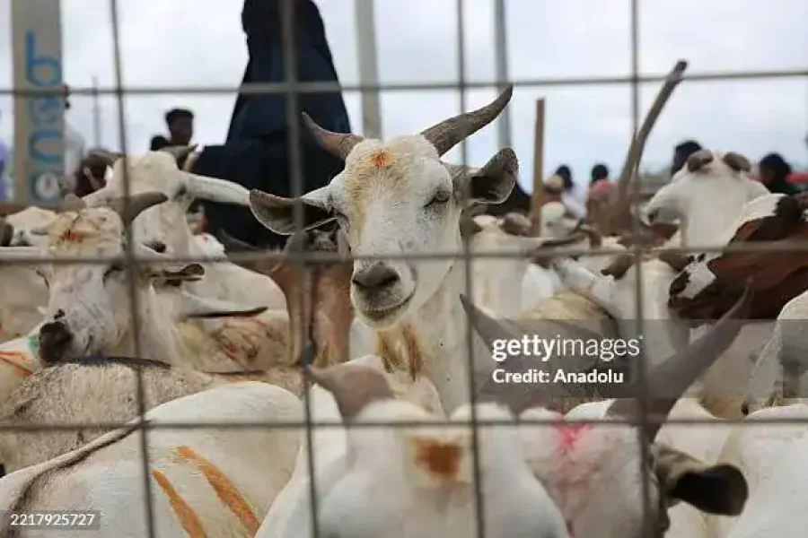 🪇Eid al-Adha (Somaliland)