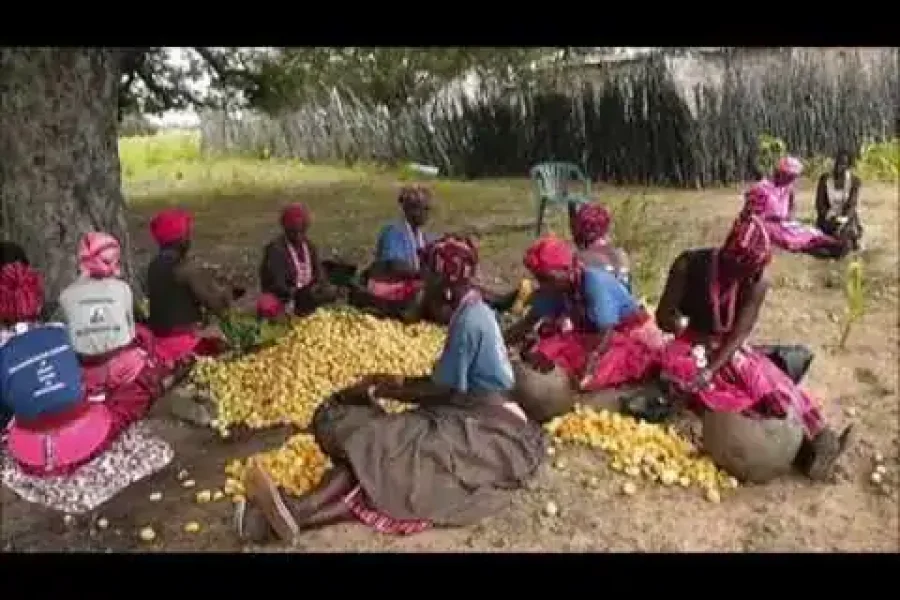 🪇Marula Festival (Namibia)