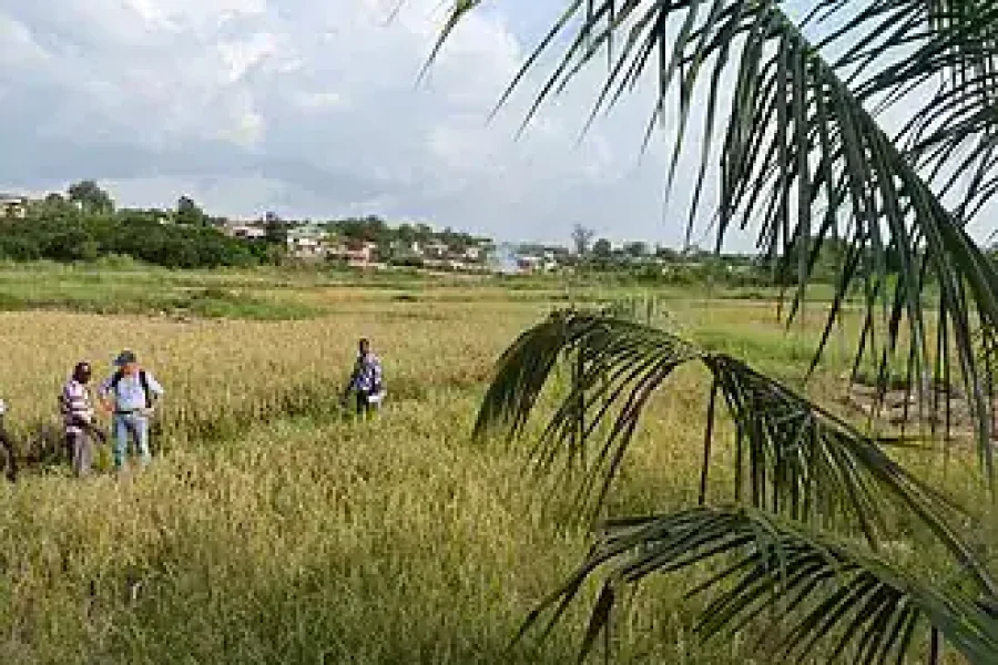 🪇Nkyidwo Festival (Ghana)