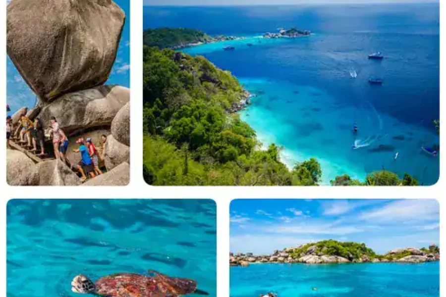 🪇Seychelles Sea Turtle Festival (Seychelles)