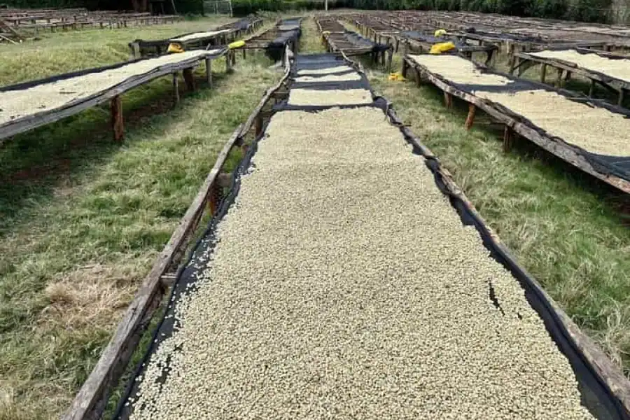 🚸Fairview Coffee Estate Tour From Nairobi