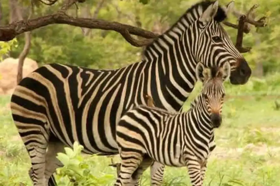🕓Fathala wildlife safari Park