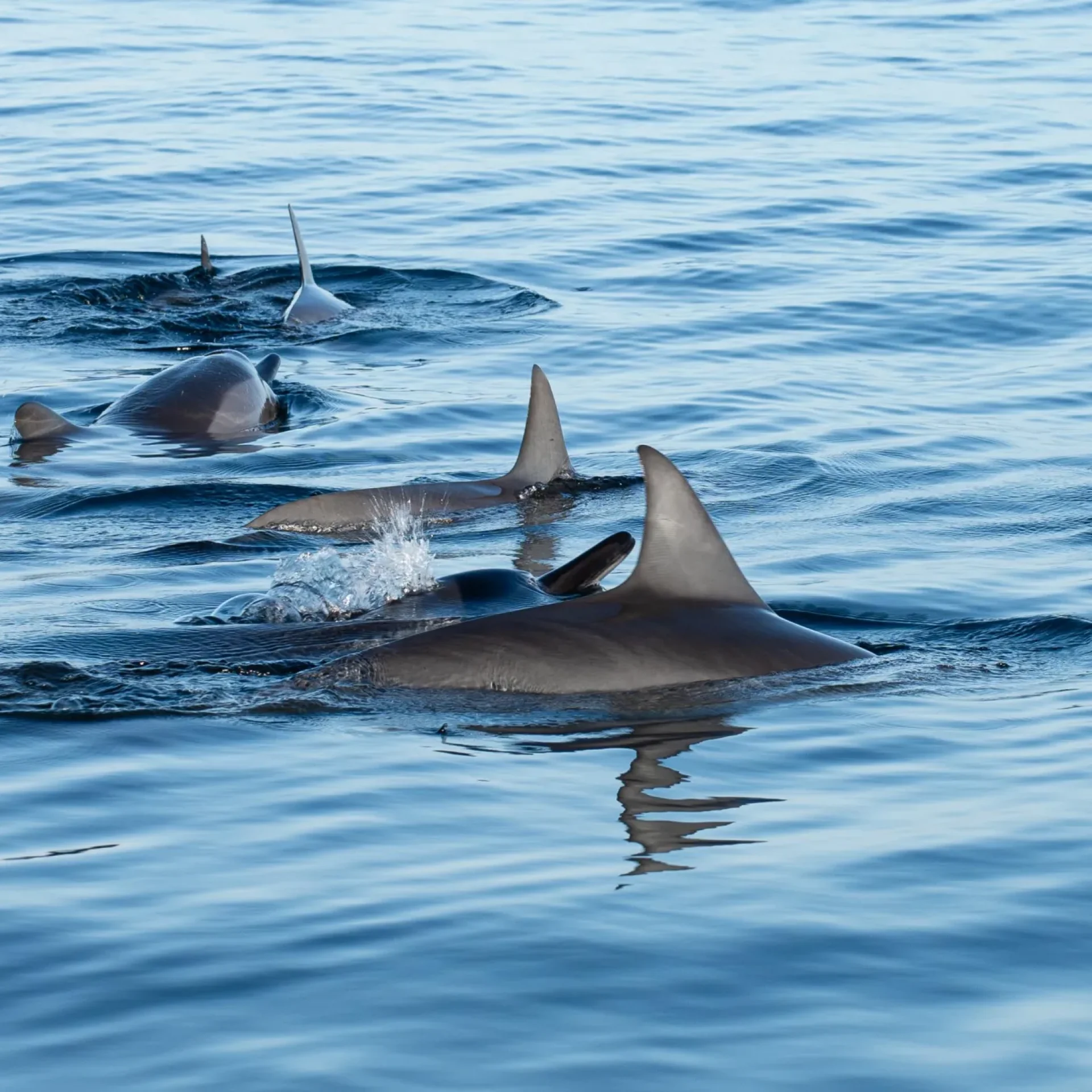 🕓Flic en Flac: Private Sunrise Dolphin Watching Boat Tour