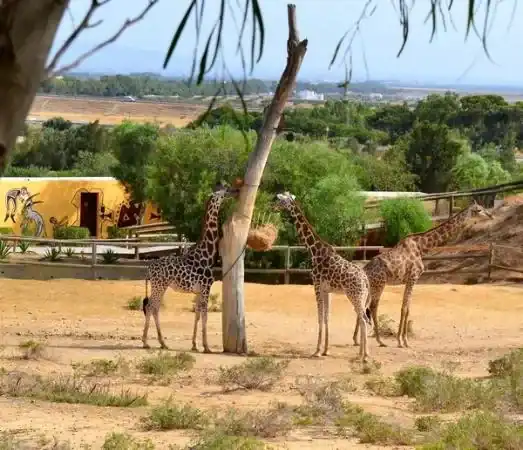 🦈 Friguia Park (Tunisia)