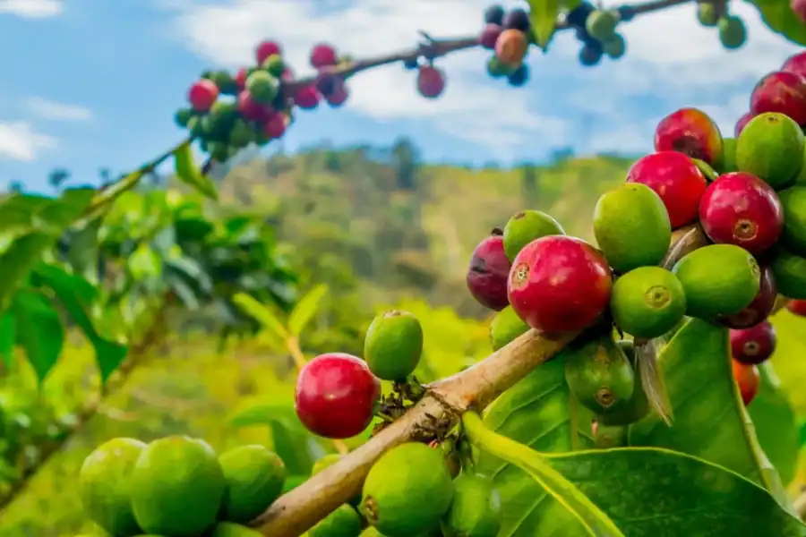 🕓From Addis Ababa: 3-Day Sidama Coffee& Rastafarian Tour