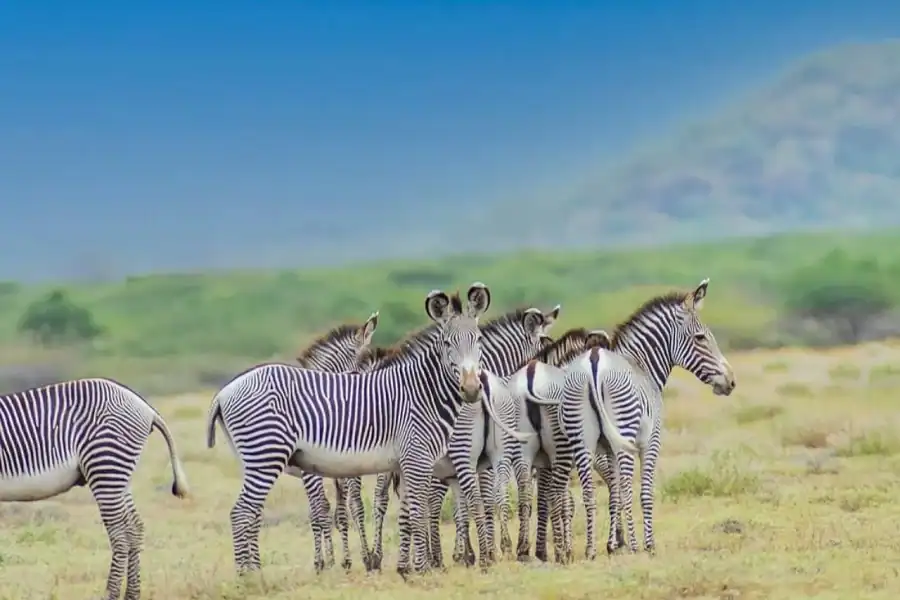 🕓From Addis Ababa: 6-Day Borena Saynt National Park Trek