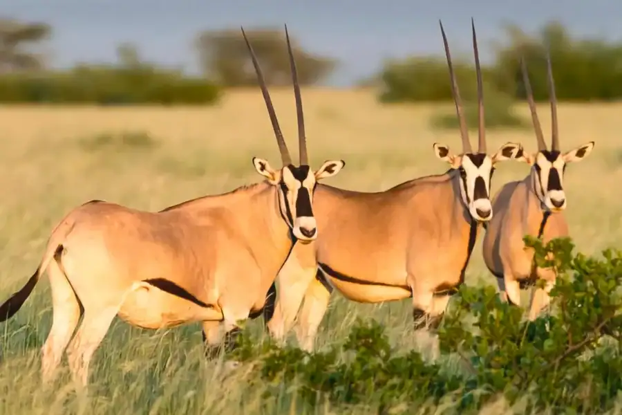 🕓From Addis Ababa: Day Trip To Awash National Park