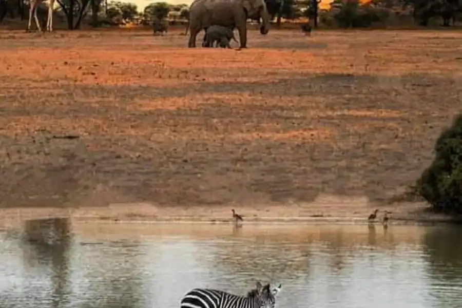 🕓From Arusha: 4-Day Tarangire, Serengeti& Ngorongoro Safari