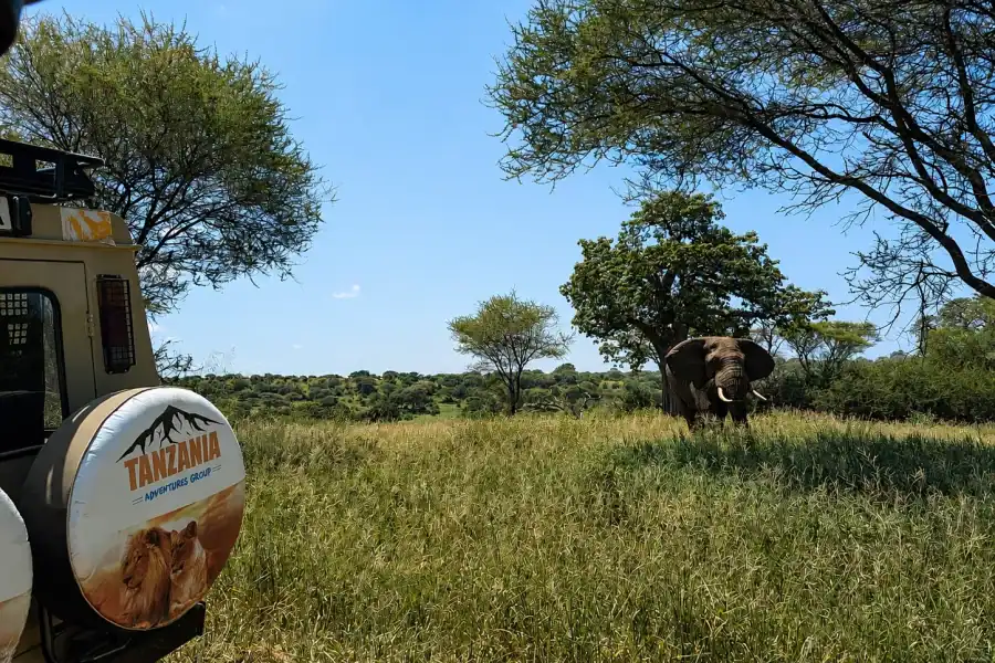 🕓From Arusha: Tarangire Park Private Safari with Lunch