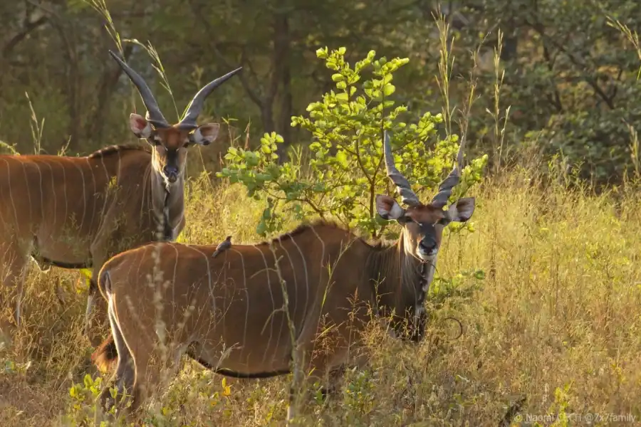 🕓From Banjul: Fathala Wildlife 4×4 Safari Day trip