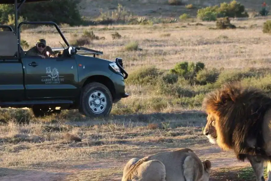 🕓From Cape Town: 2-Day Safari at Garden Route Game Lodge
