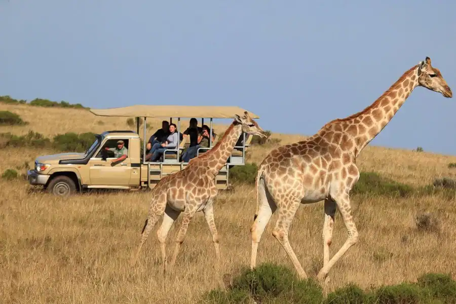 🕓From Cape Town: 3-Day Garden Route Highlights and 4×4 Safari