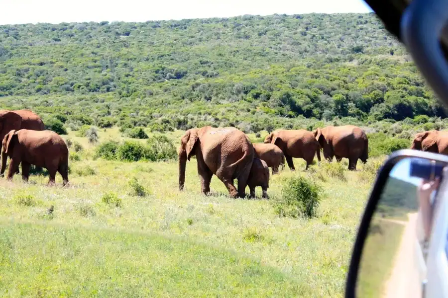 🕓From Cape Town: 5-Day Best of Garden Route and Addo Safari