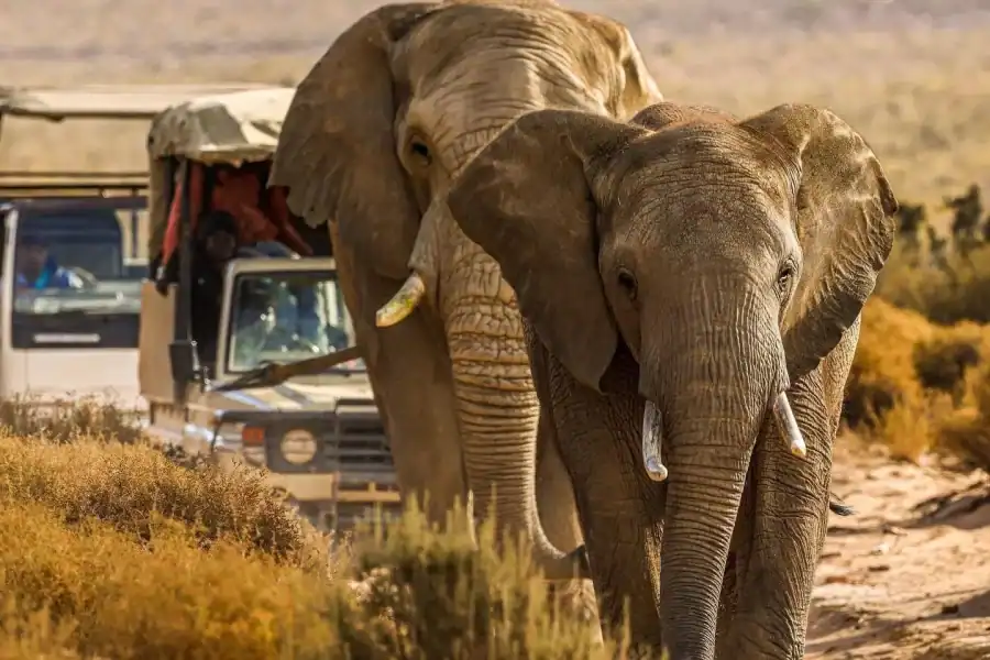 🕓From Cape Town: Big Five Safari Experience with Lunch