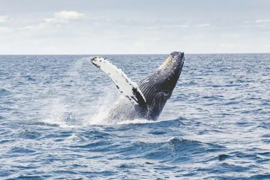 🕓From Cape Town: Full-Day Hermanus Whale Watching Tour