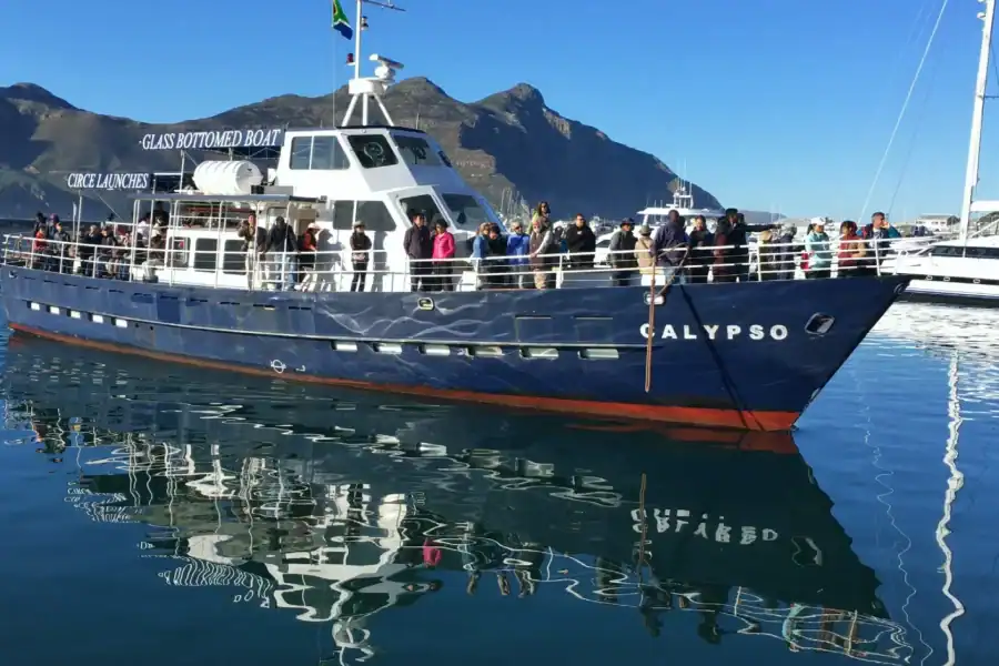 🕓From Cape Town: Glass-Bottom Boat Seal Watching Tour
