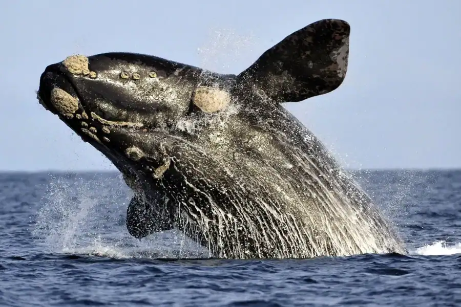 🕓From Cape Town: Hermanus Whale Watching Boat Trip