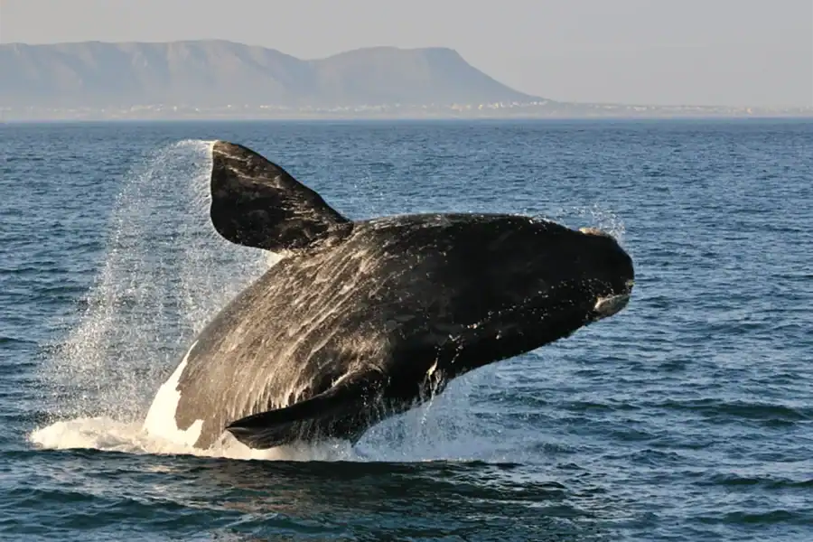 🕓From Cape Town: Hermanus Whale Watching Full Day Tour