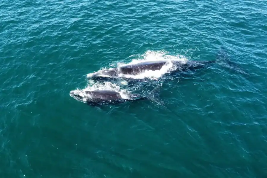 🕓From Cape Town: Hermanus Whale Watching Tour with Boat Trip