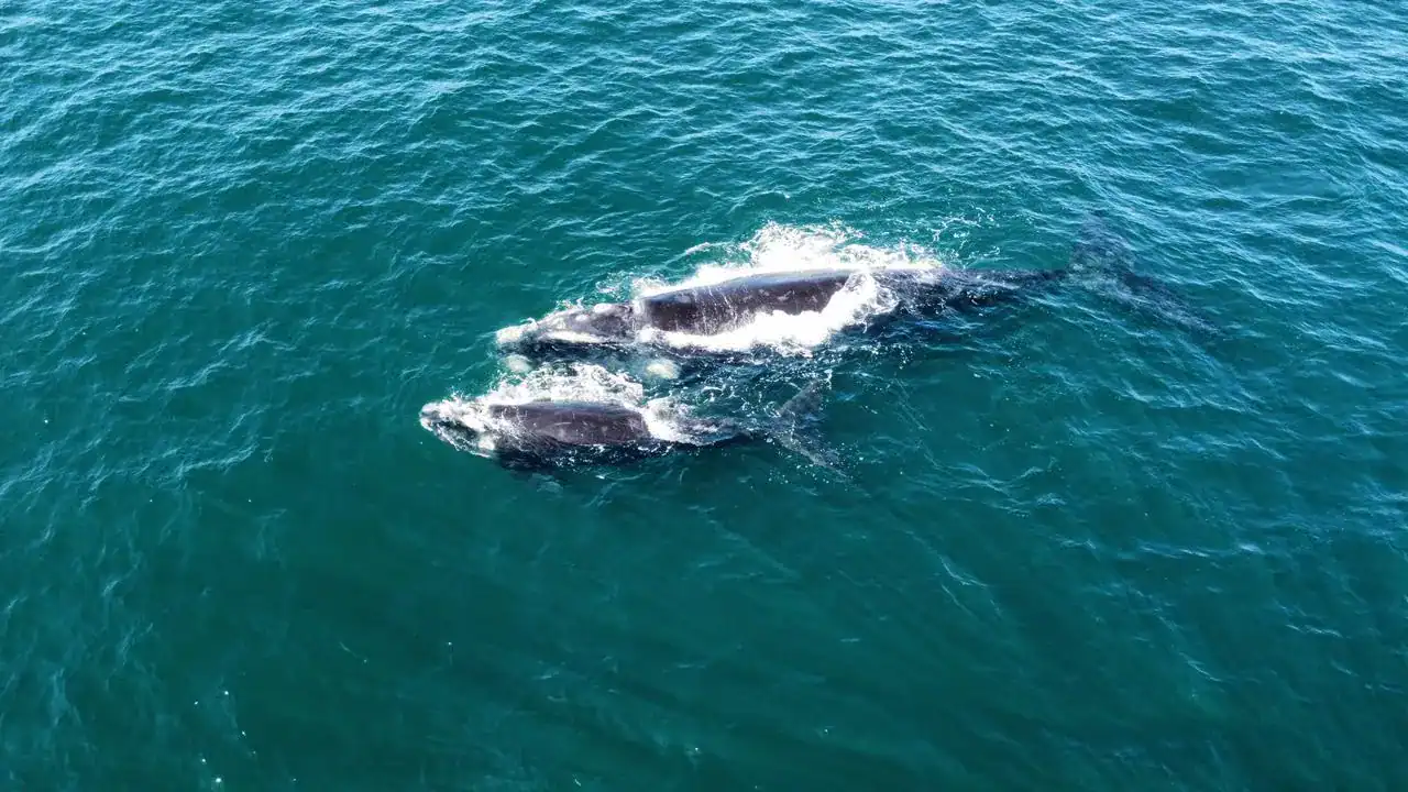 🕓From Cape Town: Hermanus Whale Watching Tour with Boat Trip