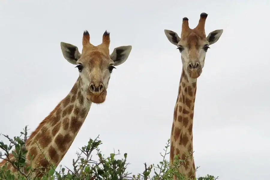 🕓From Cape Town: Wildlife Safari, Olive, Beer& Wine Tasting