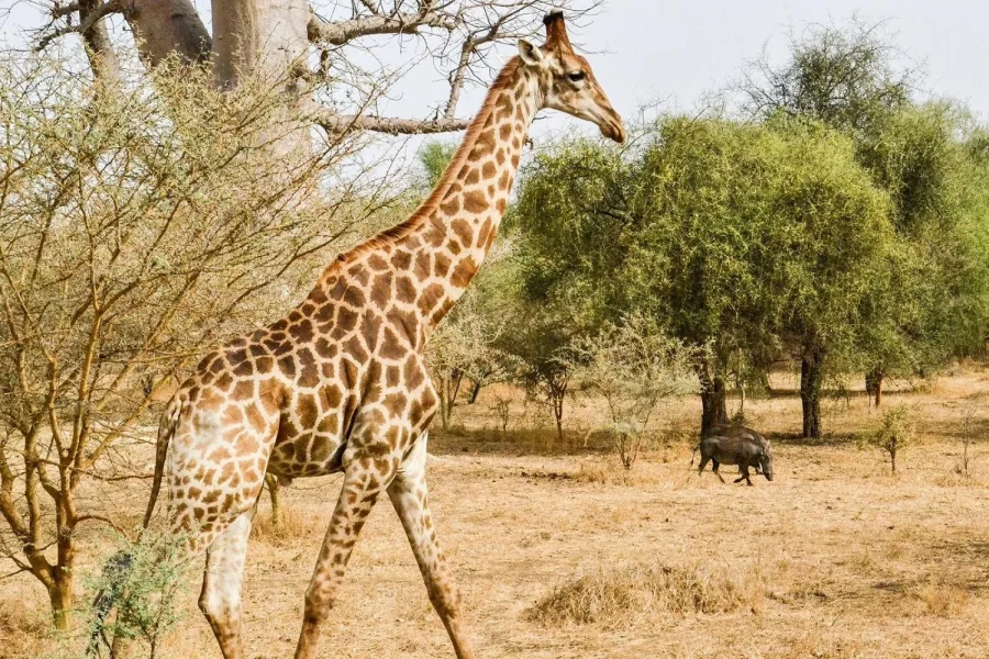 🕓From Dakar: Bandia Park and Somone Lagoon Day Trip