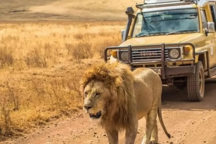 🕓From Dar es Salaam: 1-Day Mikumi National Park Safari