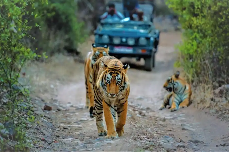 🕓From Delhi: 2-Day Jim Corbett Tiger Safari Experience By Car