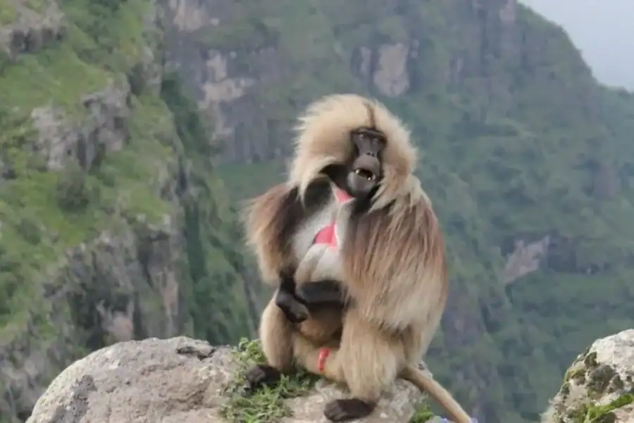 🕓From Gondar: 4-Day Simien Mountains Wildlife Adventure