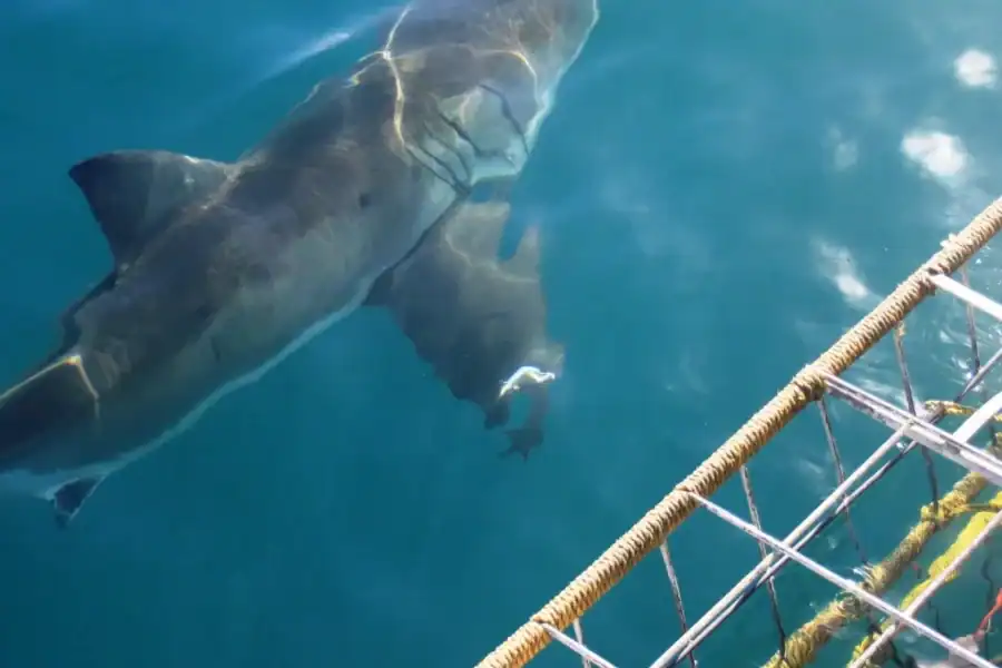 🕓From Hermanus or Cape Town: Shark Cage Diving Experience