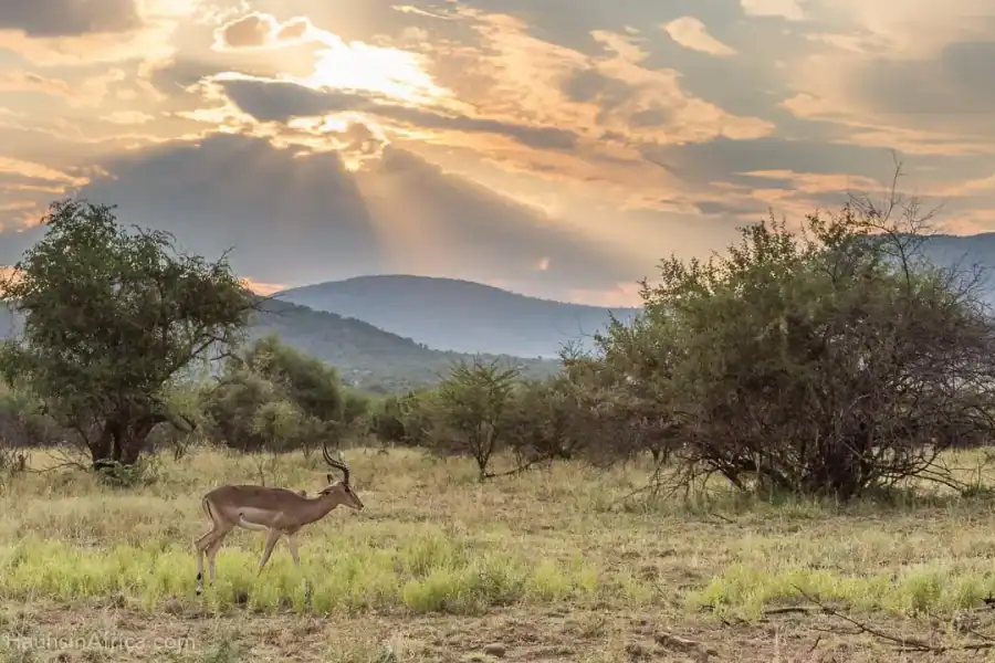🕓From Johannesburg: Pilanesberg National Park Safari
