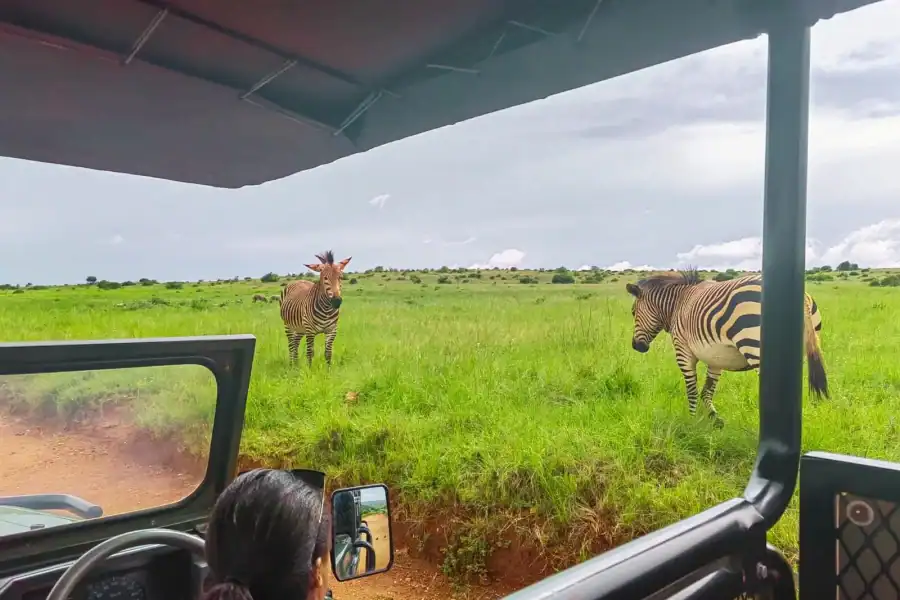 🕓From Johannesburg: Rhino& Lion Safari and Wonder Cave Tour