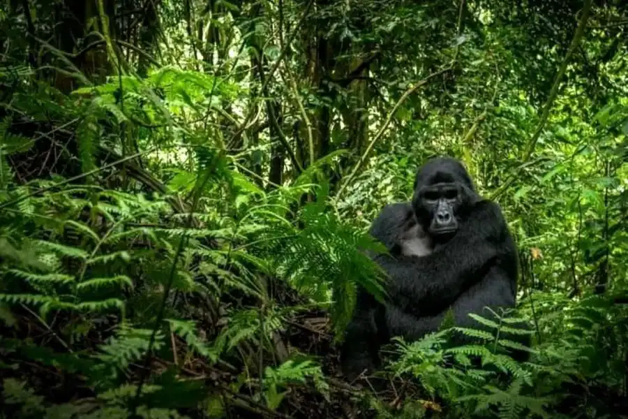 🕓From Kampala: 3-Day Bwindi Gorilla Tracking Tour
