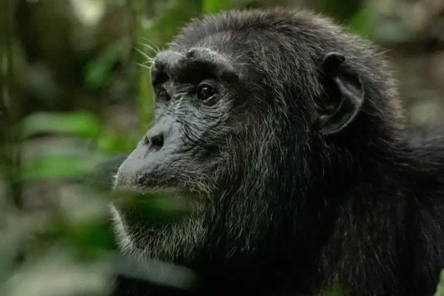 🕓From Kampala: Budongo Forest Chimpanzee Trekking Tour