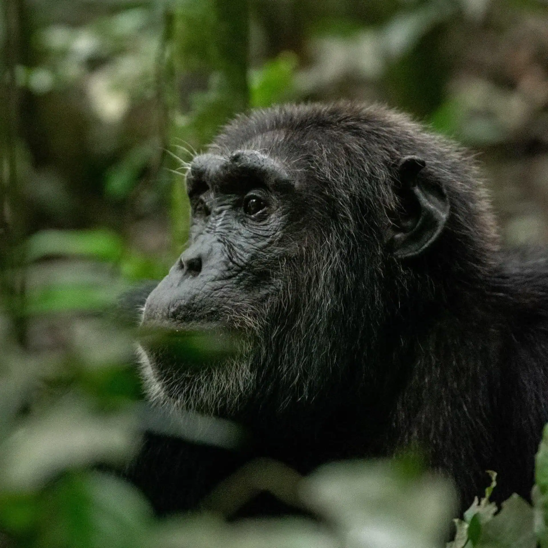 🕓From Kampala: Budongo Forest Chimpanzee Trekking Tour
