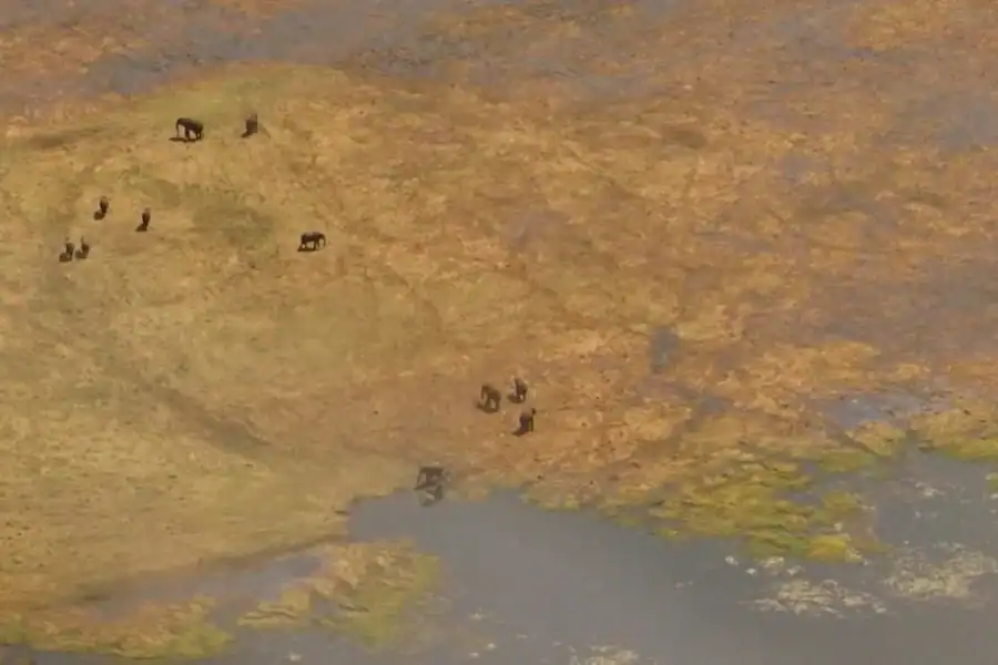 🕓From Kasane: Helicopter Safari Flight (Chobe National Park)