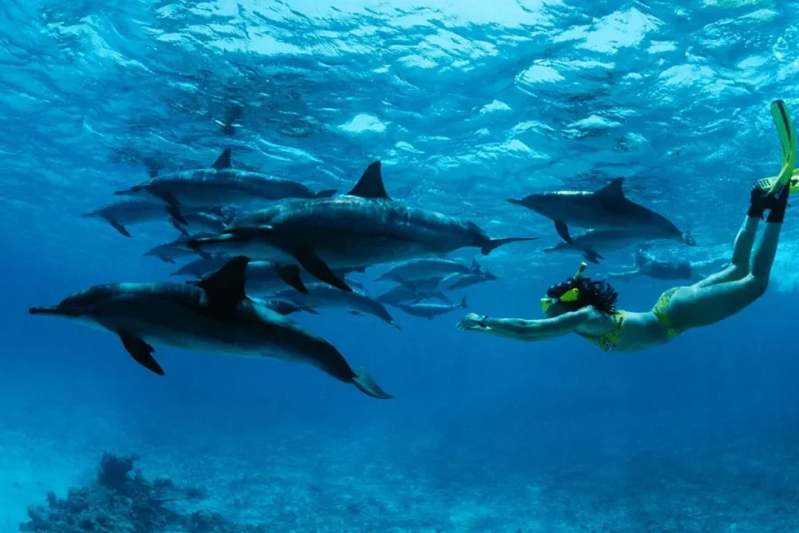 🕓From Kendwa: Mnemba Boat Trip and Dolphin Snorkel Adventure