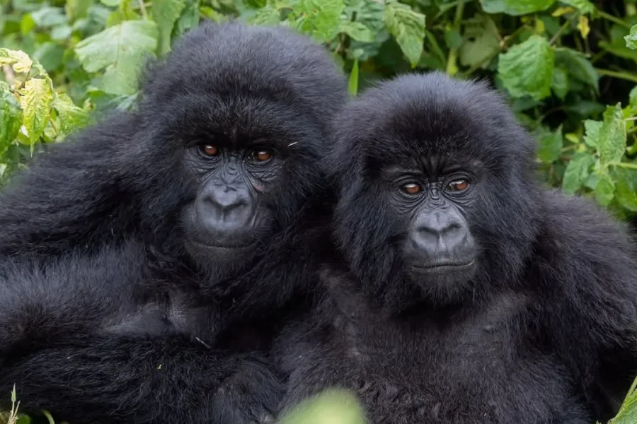 🕓From Kigali: 1-Day Gorilla Trekking Volcanoes National Park