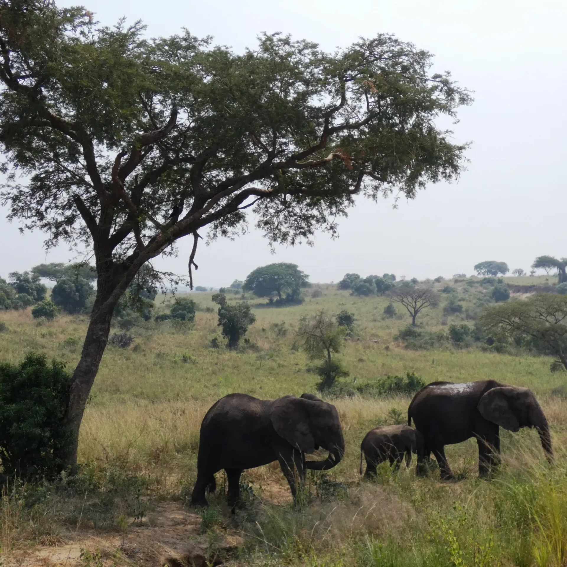🕓From Kigali: 2-Day Akagera National Park Safari with Boat