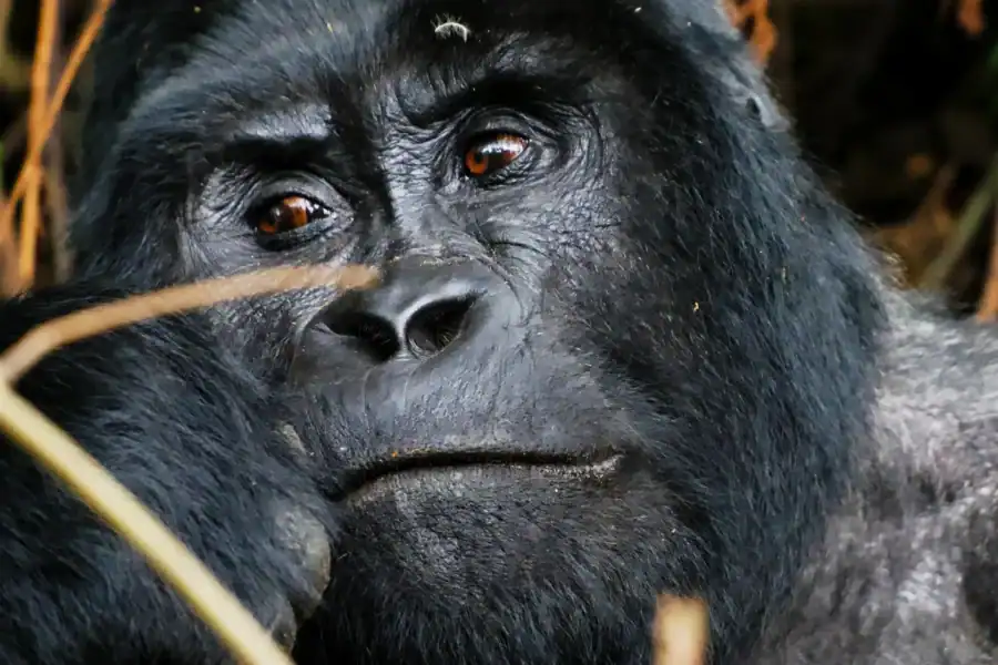 🕓From Kigali: 2-Day Uganda Gorilla Trekking Budget Safari