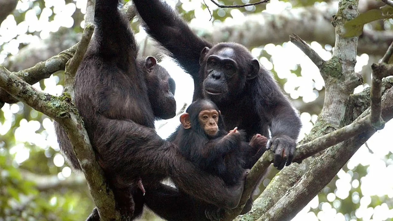 🕓Kigali: 3-Day Chimpanzee Trekking, Canopy& Lake Kivu Tour