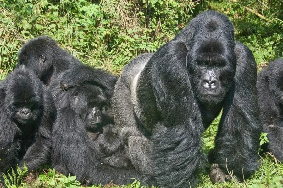 🕓From Kigali: 3-Day Mountain Gorillas and Golden Monkeys Tour