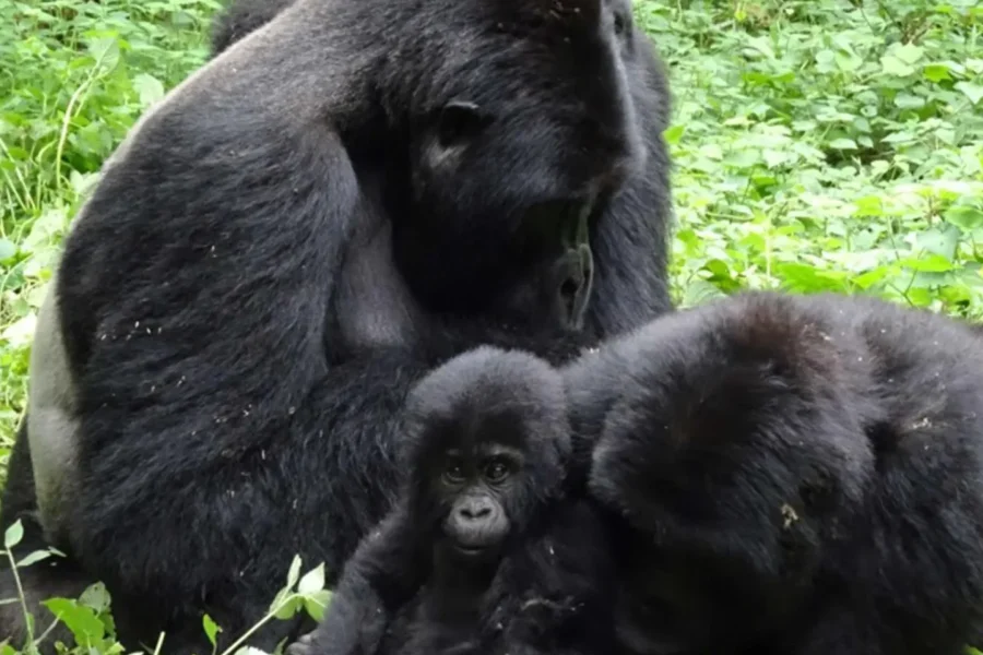 🕓From Kigali: 4-Day Gorilla and Golden Monkey Safari