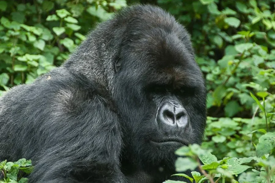 🕓From Kigali: 4-Day Gorilla and Golden Monkey Trekking Tour