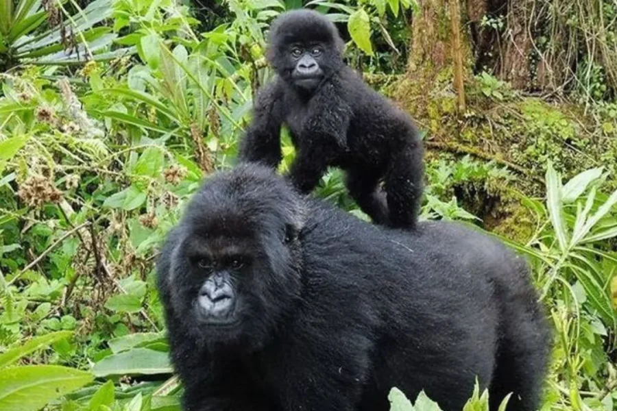 🕓From Kigali: 4-Day Gorilla Trekking, Culture Tour, Lake Kivu