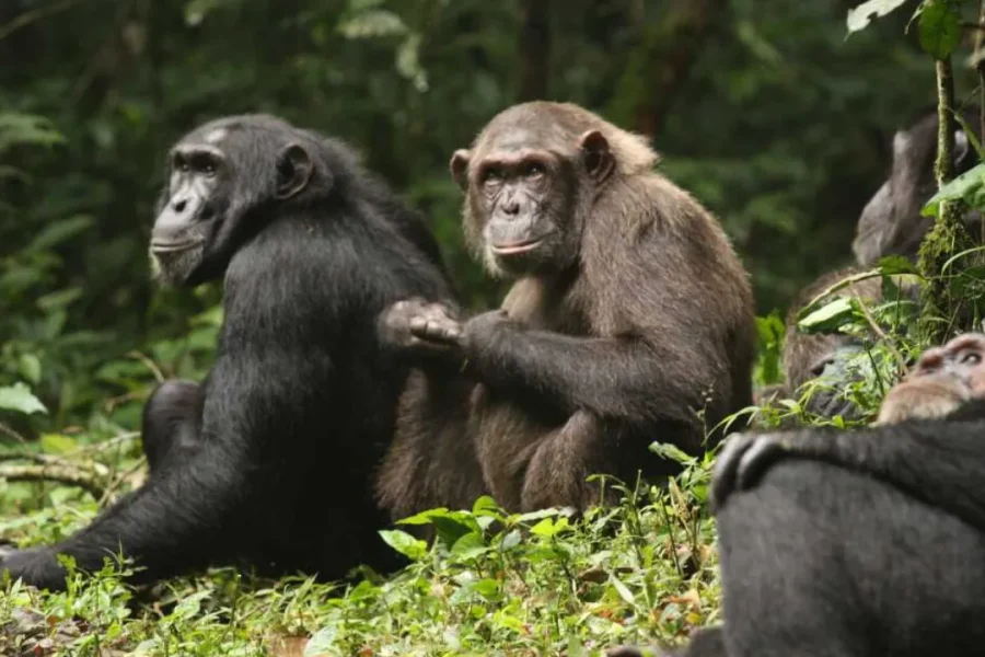 🕓From Kigali: 5-Day Nyungwe Chimpanzee Trek& Lake Kivu Tour