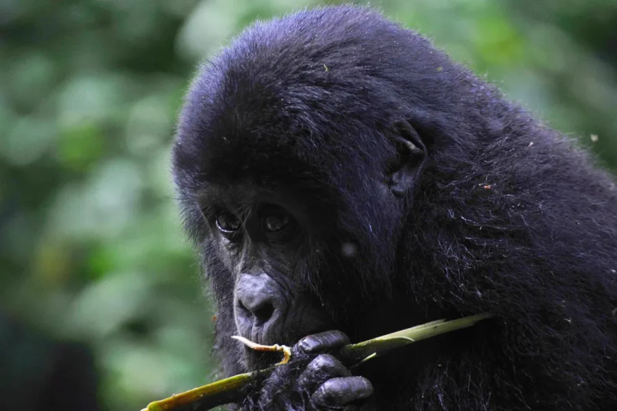 🕓From Kigali: 8-Day Gorillas, Chimps, Big 5& Big Cats Safari