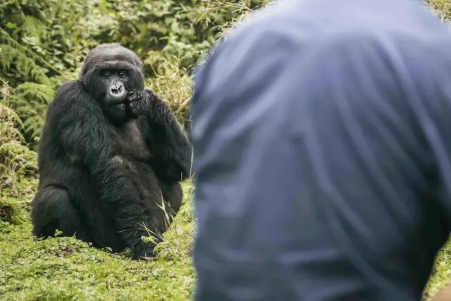 🕓From Kigali: Volcanoes Gorilla Trekking& Lake Ruhondo Tour